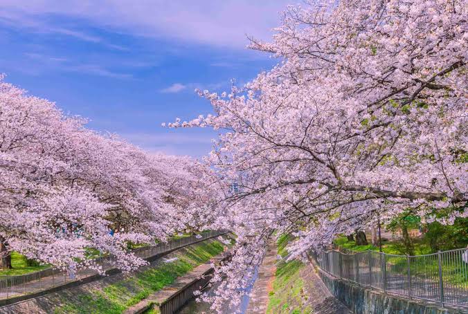 春の日本、満開の桜並木と青空が広がる美しい風景