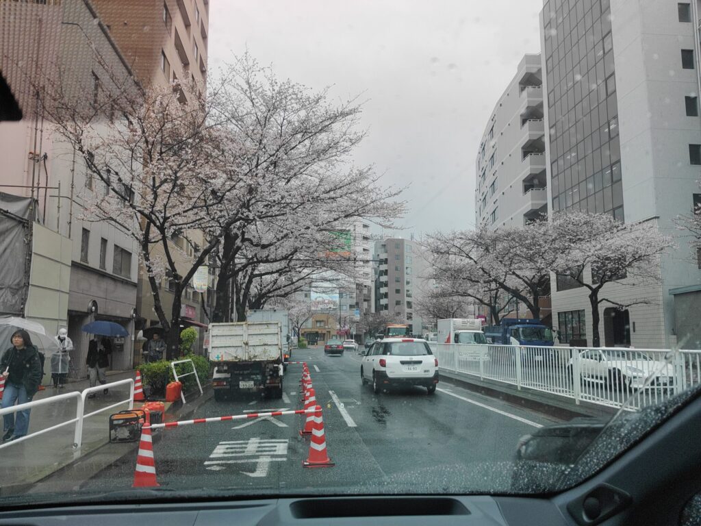 東京の街中、満開の桜並木を走るタクシー視点の風景