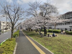 東京の住宅街の小道に咲く満開の桜と花見を楽しむ人々の風景